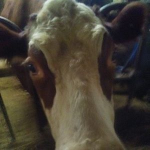 Meet your Posher, Delores